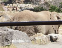 アフリカ象　サファリワールド