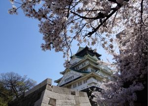 大坂城の桜