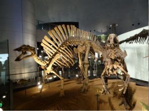 恐竜骨格標本_福井県立恐竜博物館