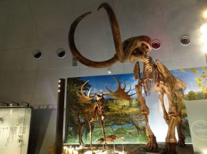マンモス_福井県立恐竜博物館