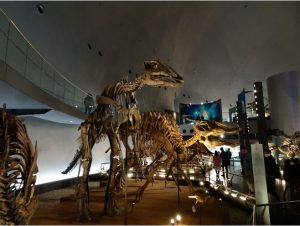 恐竜骨格標本_福井県立恐竜博物館