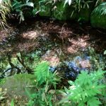 金沢で見た野生のアカハライモリ