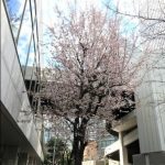 梅田は桜がすでに開花!