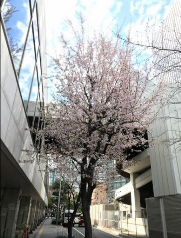 梅田の桜