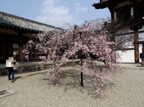 法隆寺の桜