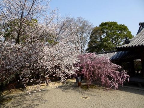 法隆寺の桜