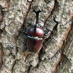 公園で野生のカブトムシ発見!