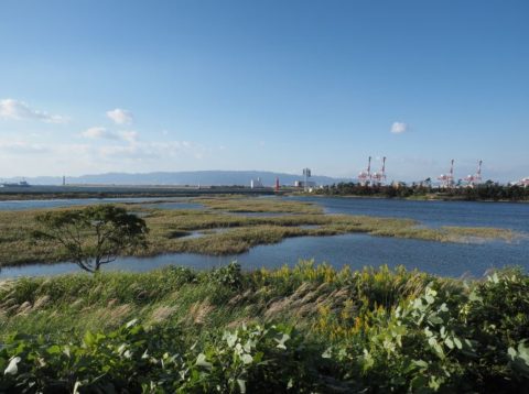 大阪南港野鳥園の風景