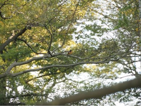 大阪南港野鳥園の野鳥