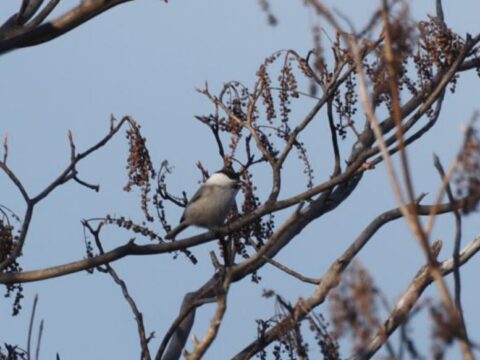 シジュウカラ