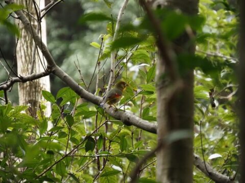 摂津峡のソウシチョウ