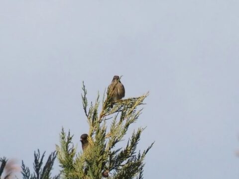 芥川の野鳥_カワヒラ?