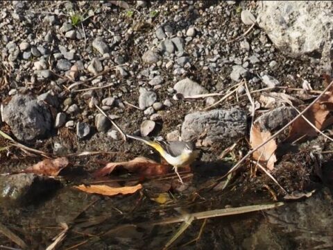 芥川の野鳥、キセキレイ