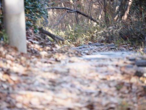摂津峡のニホンリス
