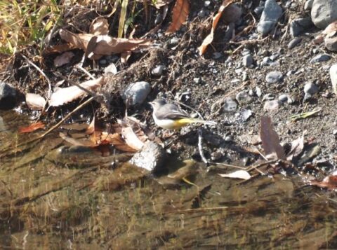 芥川の野鳥、キセキレイ