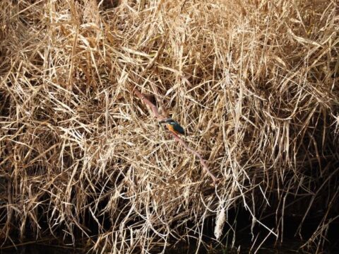 芥川の野鳥、カワセミ