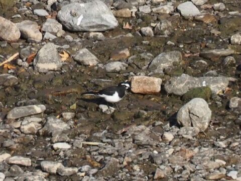 芥川の野鳥_セグロセキレイ