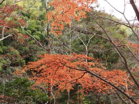 摂津峡散策ルート
