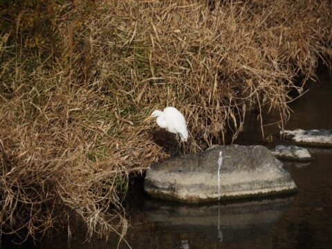 芥川の野鳥、鷺
