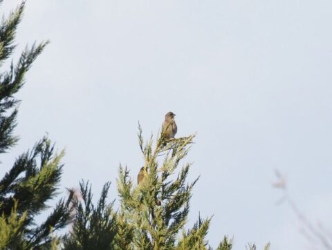 芥川の野鳥_カワヒラ?