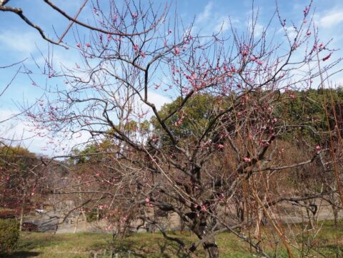山田池公園の梅