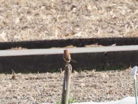 芥川の野鳥、モズ