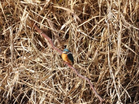 芥川の野鳥、カワセミ