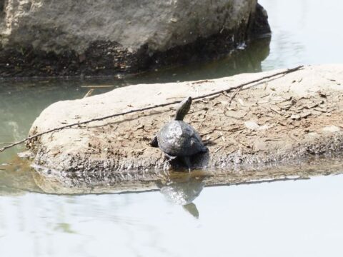 淀川河川敷のクサガメ