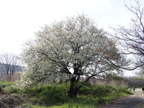 淀川河川敷の桜
