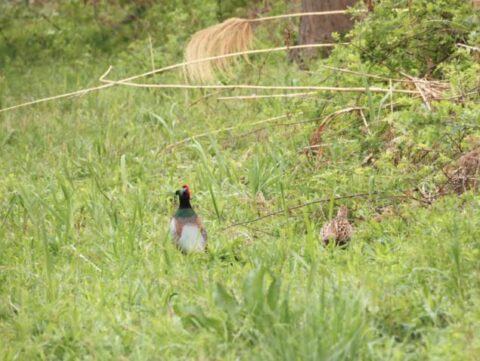 淀川河川敷のキジの雄と雌