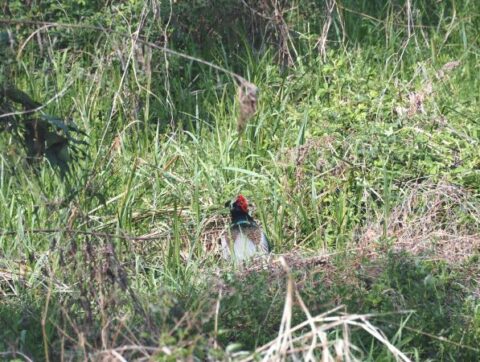 淀川河川敷のキジの雄