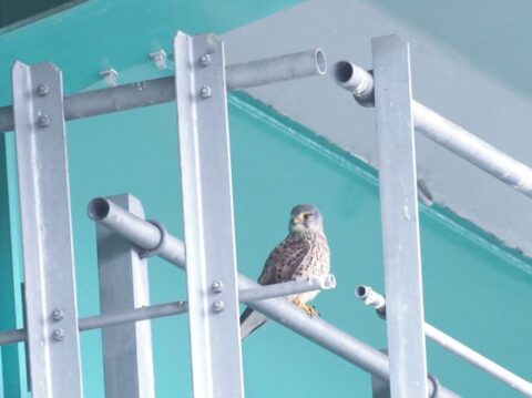 淀川河川敷のチョウゲンボウ