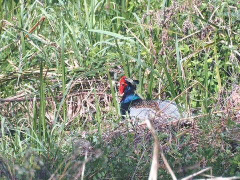 淀川河川敷のキジの雄