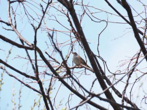 淀川河川敷の不明の野鳥