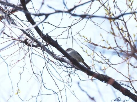淀川河川敷の不明の野鳥