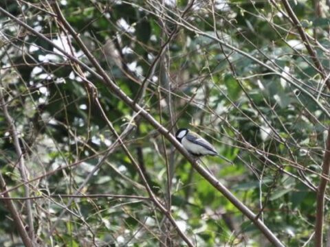 淀川河川敷のシジュウカラ