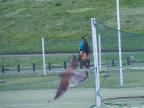 淀川河川敷のチョウゲンボウ
