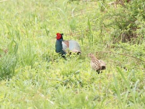 淀川河川敷のキジの雄と雌