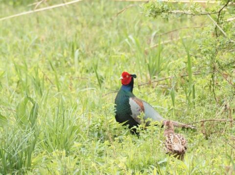 淀川河川敷のキジの雄と雌