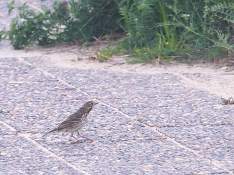 淀川河川敷のタヒバリ
