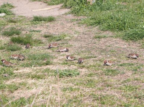淀川河川敷のスズメ