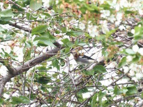 淀川河川敷のコムクドリ