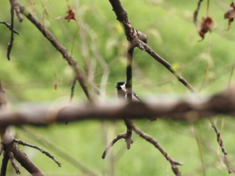 淀川河川敷のシジュウカラ