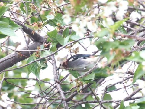 淀川河川敷のコムクドリ