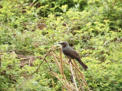 淀川河川敷のヒヨドリ