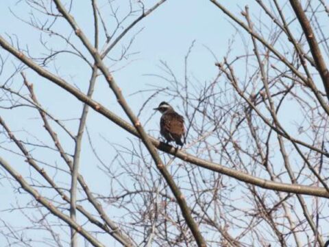 淀川河川敷のツグミ